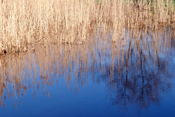 Reflections of Reeds in Blue Waters of Canal 