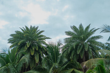 Fototapeta na wymiar Coconut tree jungle on blue sky background