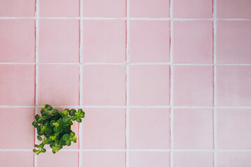 A green plant in a small yellow flower pot on a pink concrete tile background. Minimal flat lay with copy space for text. Top view.