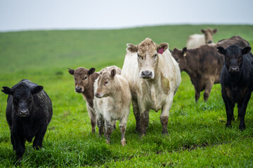 Beef cows and calfs grazing on grass in south west victoria, Australia. eating hay and silage....