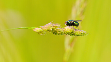 fly on leaf