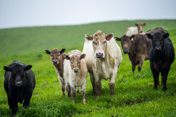 Beef cows and calfs grazing on grass in south west victoria, Australia. eating hay and silage....