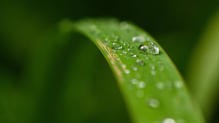 leaf with drops
