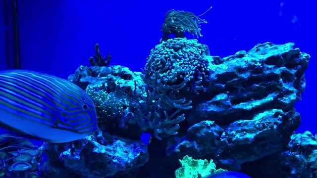 Underwater Image of sea plants and algae in the Sea, fish swimming in aquarium
