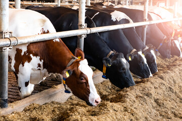 Holstein Friesian cows at a dairy farm. - 452745247