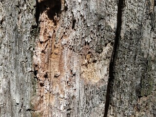 old, grunge wood panels used as background.