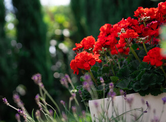 Obraz na płótnie Canvas Kompozycja kwiatowa pelargonie z lawendą w ogrodzie