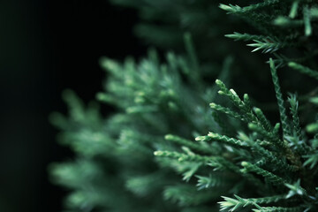Christmas Fir tree brunch textured, Fluffy pine tree brunch close up. Green pine branches, pine branch with a new young shoot. The green needles on the branch, mountain pine, mugo.