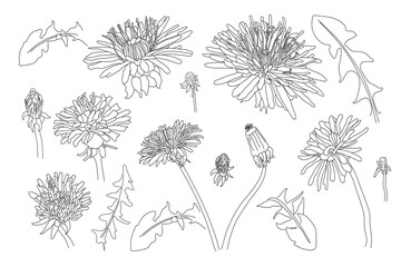 Sketch Floral Botany Collection. dandelion flower drawings. Black and white with line art on white backgrounds. Hand Drawn Botanical Illustrations. black and white line illustration of flowers