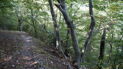 Fototapeta premium Sentiero sul Monte Catria nelle Marche
