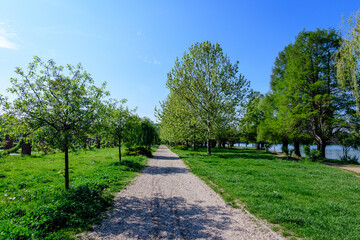 Landscape with the main alley and many large green trees in King Michael I Park (Herastrau), in a sunny spring day..