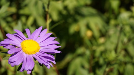 Fototapeta premium purple and yellow flower