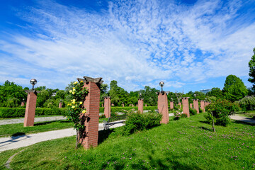 Landscape with the alley and many large green trees and yellow roses in King Michael I Park (Herastrau), in a sunny spring day.