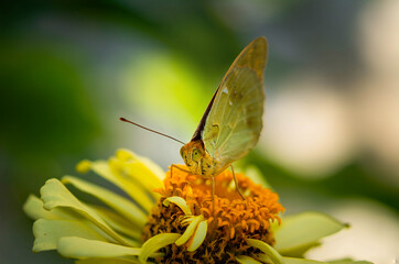 Argynnis pandora, the cardinal, is a butterfly of the family Nymphalidae on yellow Zinnia flower, selective focus, shallow depth of field