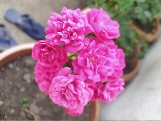 bouquet of pink roses