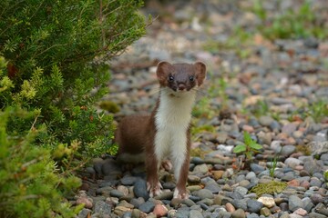 Weasel close up portrait