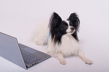 Fototapeta premium Smart dog papillon breed works at a laptop on a white background. Continental Spaniel uses a wireless computer.