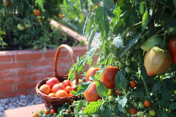 Full basket of red organic tomatoes .Raised beds gardening in an urban garden growing plants herbs spices berries and vegetables. A modern getable garden with raised bricks beds .