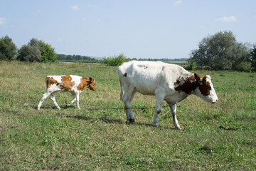 Fototapeta na wymiar calf with a cow in the meadow.
