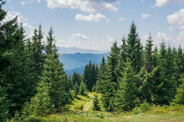 Fototapeta na wymiar Green forest in Carpathian mountain range, Ukraine. Evergreen forest or coniferous trees in the valleys over the mountain peaks. 