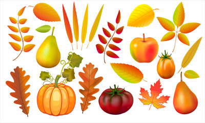 Set of autumn leaves, pumpkin and apples. Collecting forest leaves from a tree. Plants for the design of postcards. Colored bright illustration on a white background. Art illustration of autumn leaves