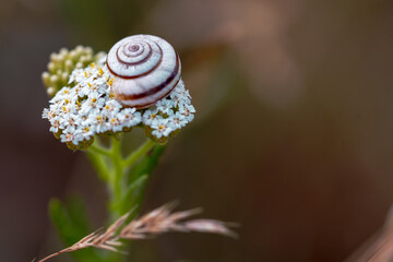 Small land snail Helicella itala on a flower