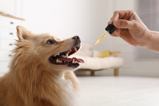 Woman giving tincture to cute dog at home, closeup