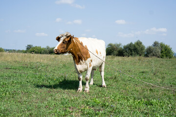 Fototapeta na wymiar Cows on a summer pasture.