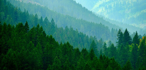 Lush Green Pine Forest in Wilderness Mountains Growth Light Valley © Lane Erickson
