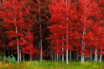 Aspen Trees White Trunk Lush Red in Autumn Forest Wilderness
