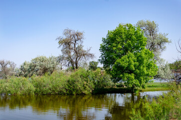 trees on the river