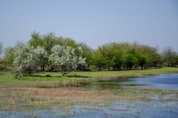 trees on the river