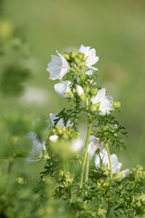 Weiße Wiesenblume