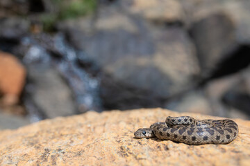 Horse Shoe Whip Snake (Hemorrhois hippocrepis) in its habitat. 

Culebra de herradura en su hábitat.

Macrophotography of a snake head.

Macrofotografía de una culebra de herradura.