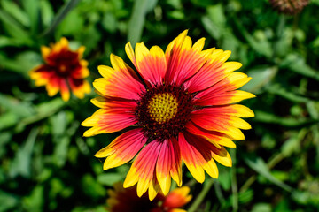 One vivid yellow and red Gaillardia flower, common known as blanket flower,  and blurred green leaves in soft focus, in a garden in a sunny summer day, beautiful outdoor floral background.