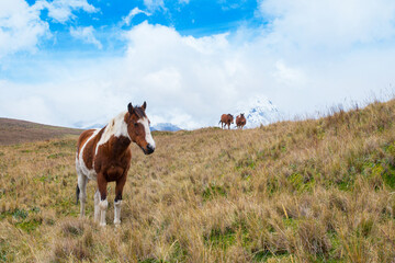 Obraz premium Wild horses in the mountain. Cloudy sky. Nature and wildlife wallpaper. Wild horses in the mountain. Landscape with horeses in Ecuador.Paisaje montañoso con caballos salvajes en Ecuador.