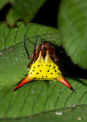 Arrow-shaped Micrathena (Micrathena sagittata) spider from Ecuador. Araña punta de flecha.