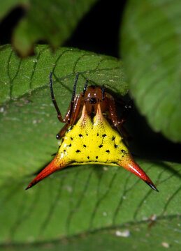 Arrow-shaped Micrathena (Micrathena sagittata) spider from Ecuador. Ara&ntilde;a punta de flecha.