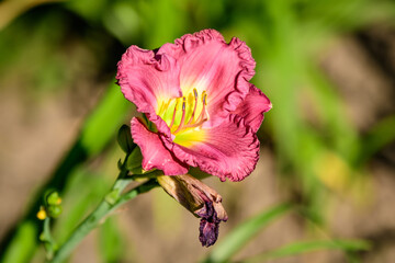 Vivid dark magenta Hemerocallis Peggy's Pink, know as daylily, Lilium or Lily plant in a British...