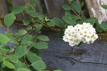 Mulberry flowers in the garden.