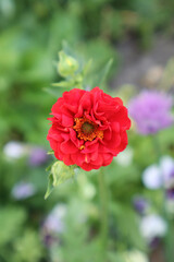 Obraz premium Natural floral background. Red zinnia flower in the garden.