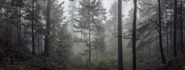 Fototapeta na wymiar fog in the forest / bosque de niebla; Parque Nacional Cumbres del Ajusco, México. 