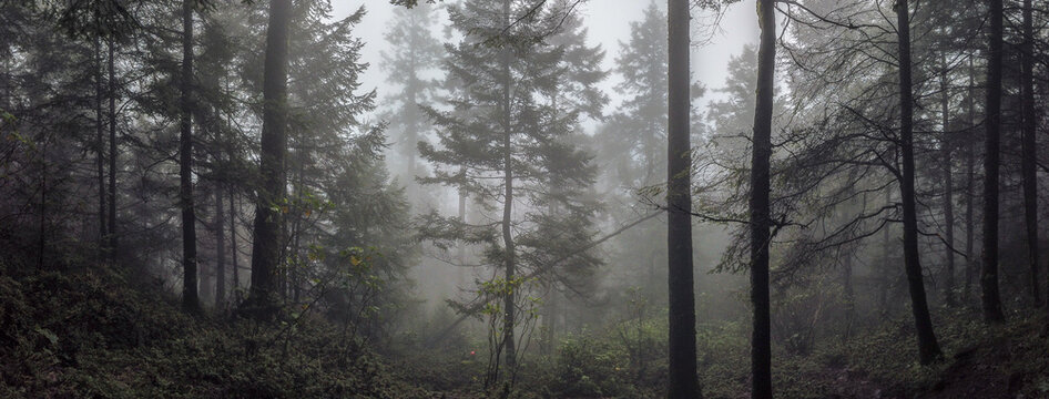 fog in the forest / bosque de niebla; Parque Nacional Cumbres del Ajusco, M&eacute;xico. 