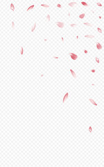 Bright Blooming Vector Transparent Background.