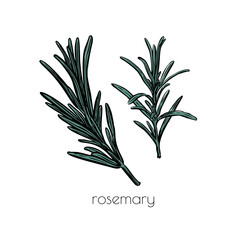 Rosemary sketch, great design for any purposes. Vintage engraving. Hand-drawn vector illustration. White background.
