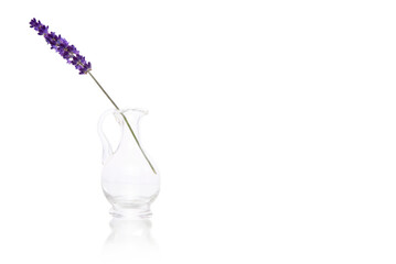 Stalk of beautiful lavender in a dish on a white background