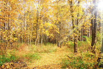 Yellow leaves on trees in the autumn forest