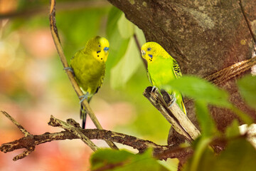 Parrots