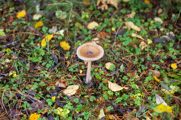 A gray mushroom with a thin stem