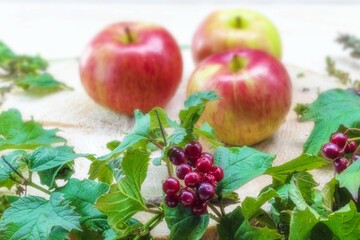 Red viburnum berry on bushes and three apples on a wooden stand